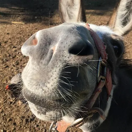 De Gobertier Nyaraló *